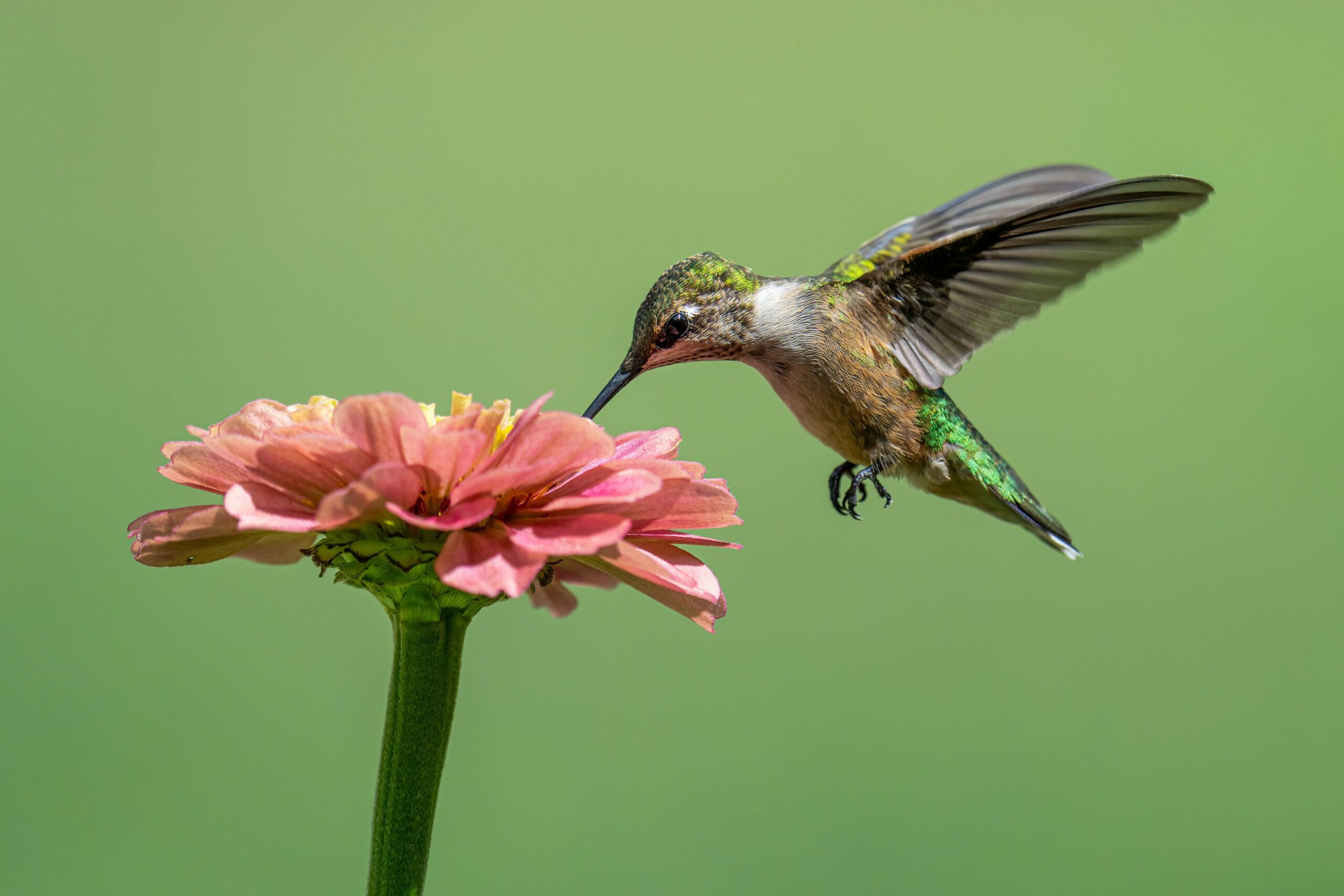 Those Wonderful Hummingbirds